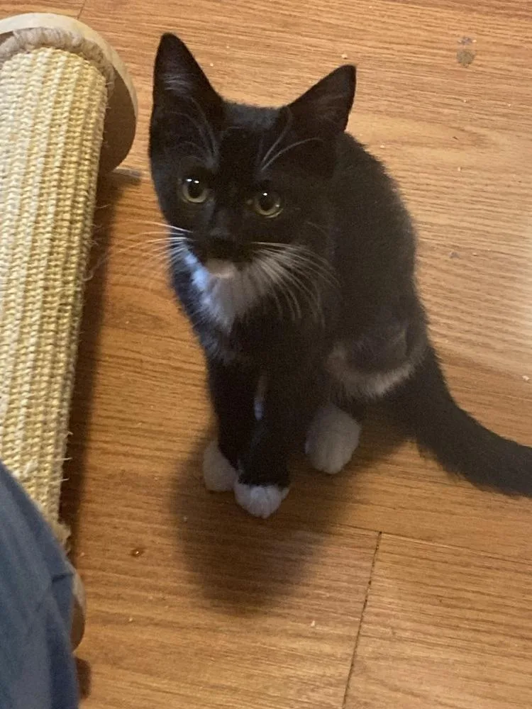 A baby small-sized female Domestic Short Hair cat named Cap'n Crunch for adoption in Blanchard, OK