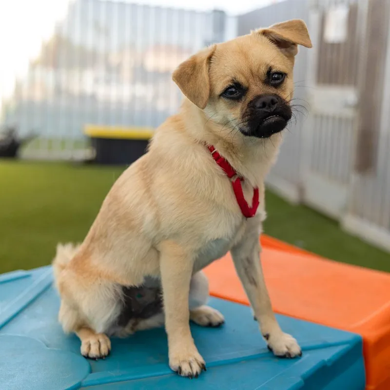 A young small-sized female Yellow / Tan / Blond / Fawn Pug dog named Tricky for adoption in Palm Springs, CA