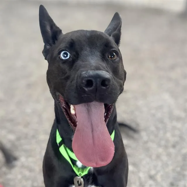 An adult large-sized male German Shepherd Dog dog named Wizard for adoption in Tucson, AZ
