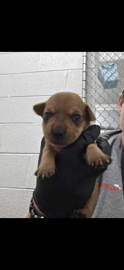 A baby small-sized female Chihuahua dog named Bullseye for adoption in Sevierville, TN