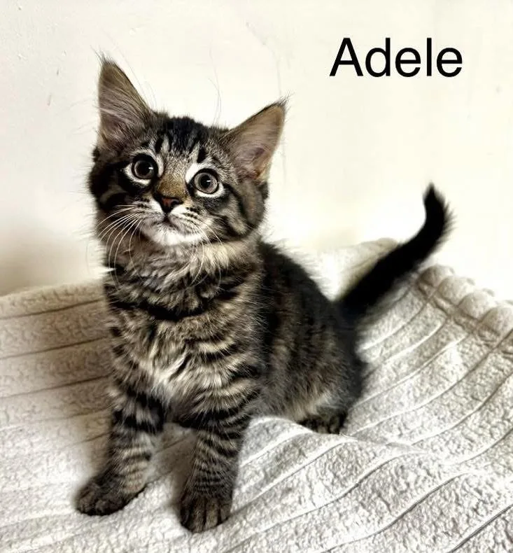 A baby medium-sized female Tabby (Tiger Striped) Domestic Short Hair cat named Adele for adoption in Breinigsville, PA