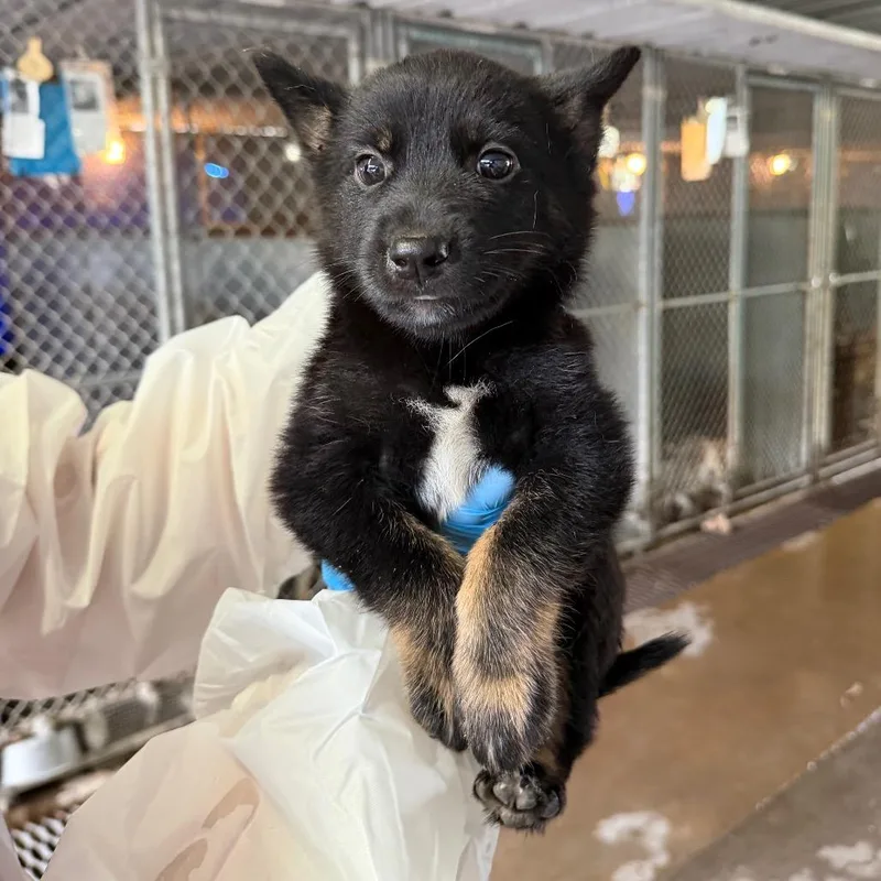 A baby large-sized male Black Mixed Breed dog named Cosmo for adoption in Edinburg, TX