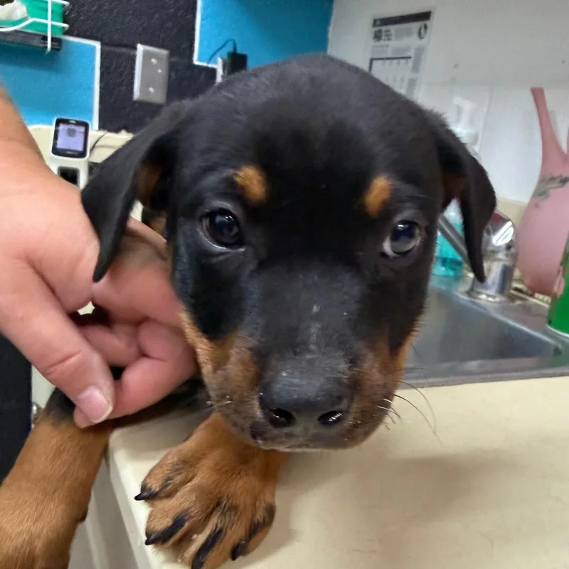 A baby small-sized female Black Australian Cattle Dog / Blue Heeler dog named Emmylou for adoption in Ardmore, OK