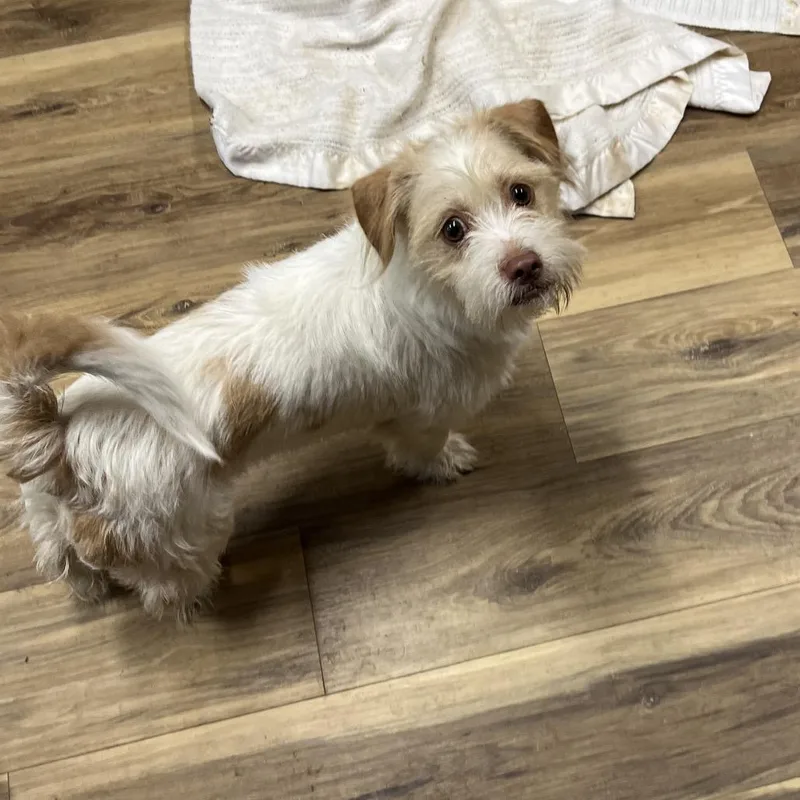 An adult small-sized male Yellow / Tan / Blond / Fawn Terrier dog named Rougarou for adoption in Rockville, MD