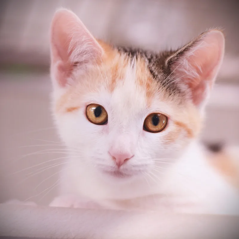 A baby medium-sized female Torbie Domestic Short Hair cat named Katy for adoption in Amsterdam, NY