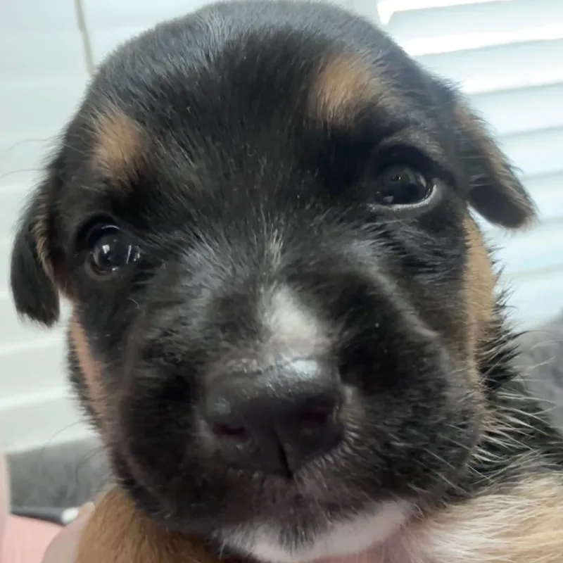 A baby medium-sized male Black Shepherd dog named Skully for adoption in Phoenix, AZ