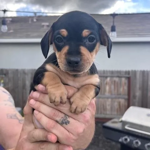 A baby small-sized female Chihuahua dog named Lzzy for adoption in Lodi, CA