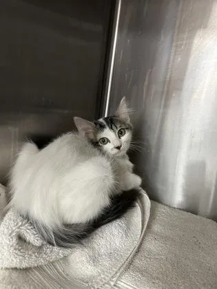 Oreo