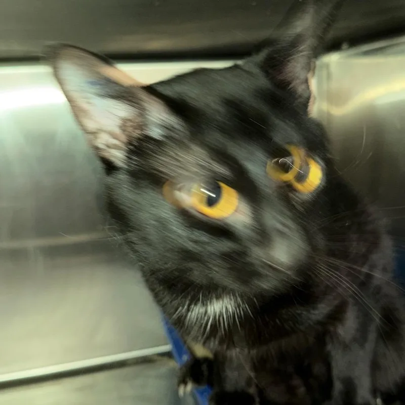 A young medium-sized male American Shorthair cat named Jasper for adoption in mount vernon, AR