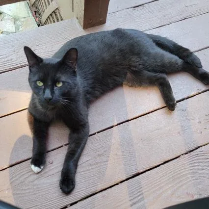 A young small-sized male Black Domestic Short Hair cat named Negrito for adoption in Fayetteville, GA