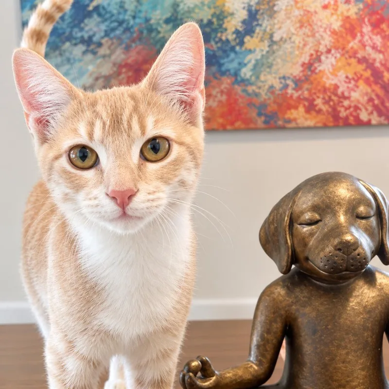 An adult medium-sized male Orange / Red Domestic Short Hair cat named Oliver for adoption in Flower Mound, TX