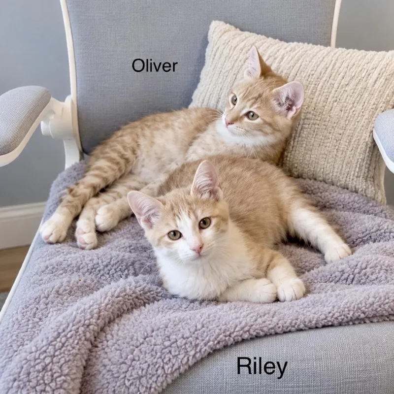 Oliver thumbnail 2