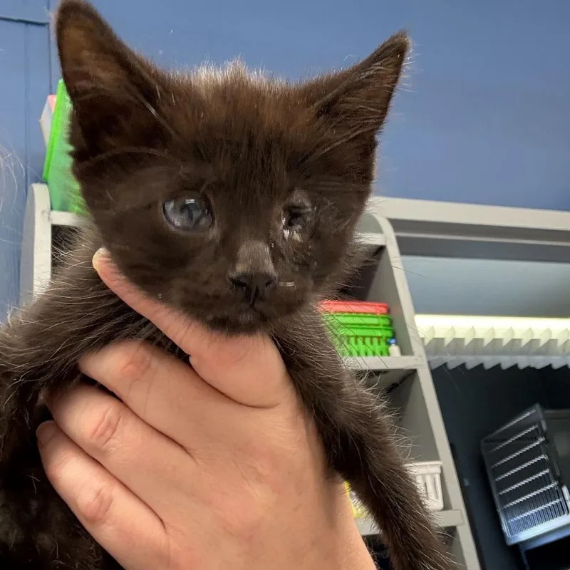 A baby small-sized male Black Domestic Medium Hair cat named Wink for adoption in Oak Hill, WV