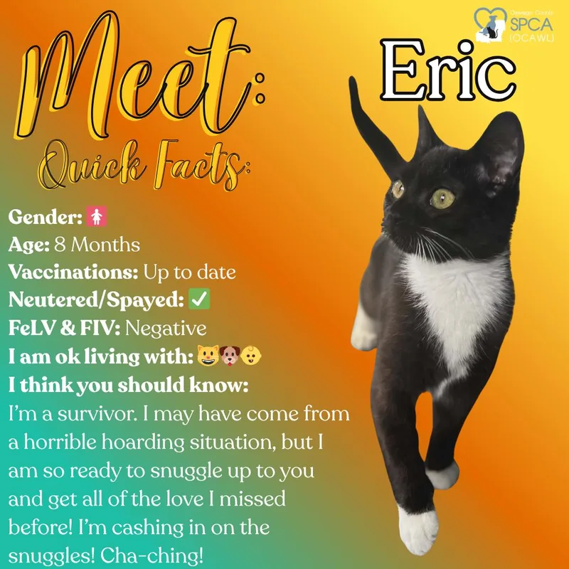 A young medium-sized male Tuxedo cat named Eric for adoption in Fulton, NY
