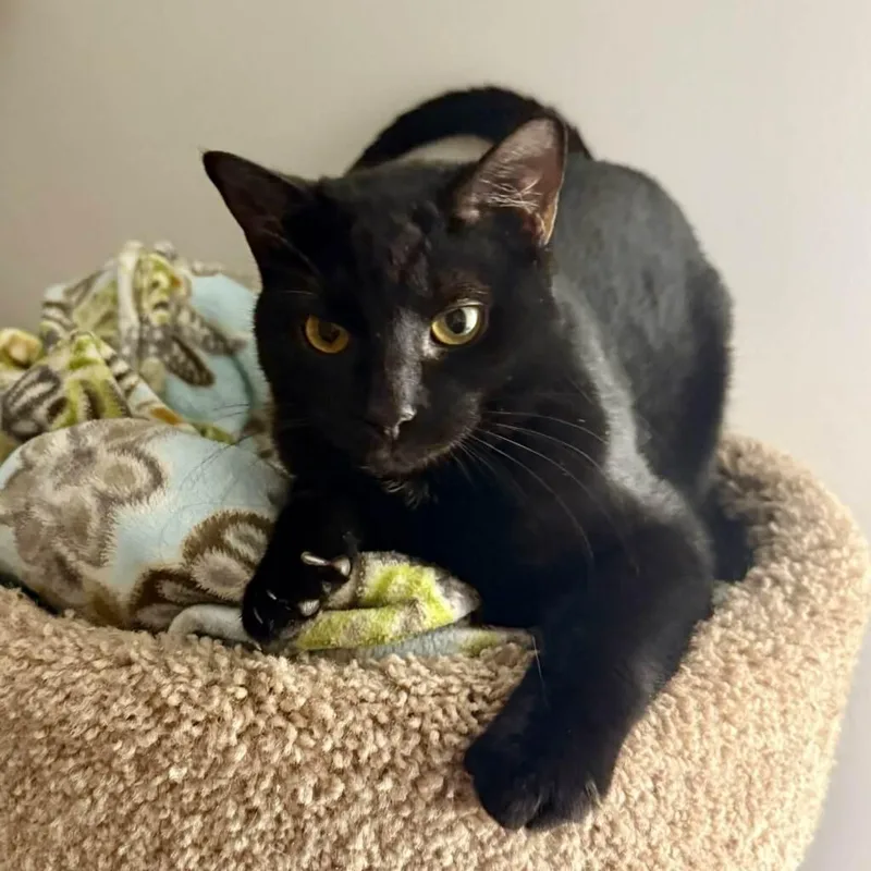 An adult medium-sized male Black Domestic Short Hair cat named Gumdrop for adoption in Cuyahoga Falls, OH