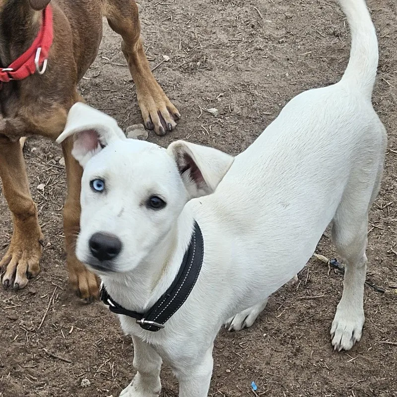 A baby small-sized female White / Cream English Bulldog dog named Storm for adoption in Odessa, TX