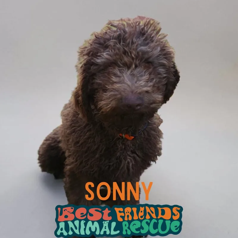 A baby small-sized male Poodle dog named Sonny for adoption in Wasilla, AK