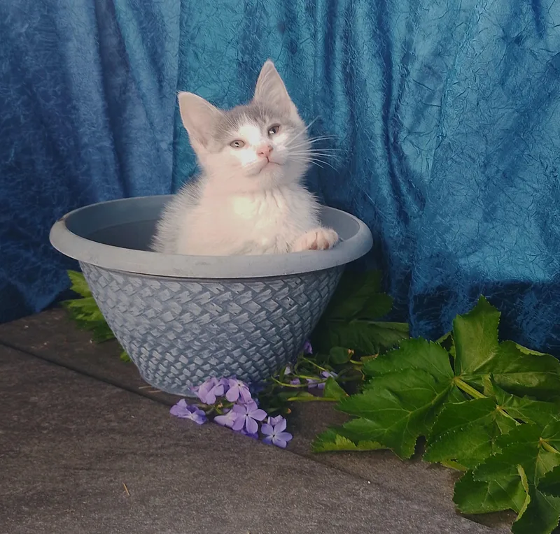A baby medium-sized male Domestic Medium Hair cat named Harold for adoption in Thorofare, NJ