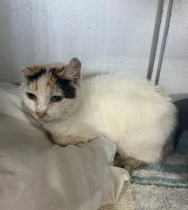 An adult large-sized female Domestic Short Hair cat named Lilly for adoption in Kell, IL