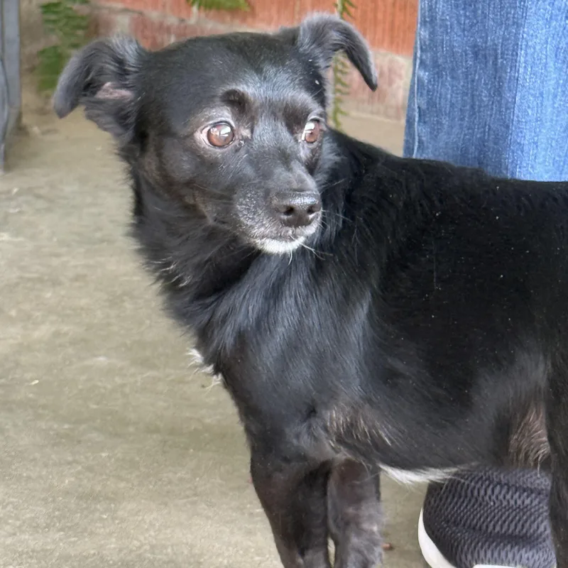 A young small-sized male Rat Terrier dog named Romeo for adoption in modesto, CA