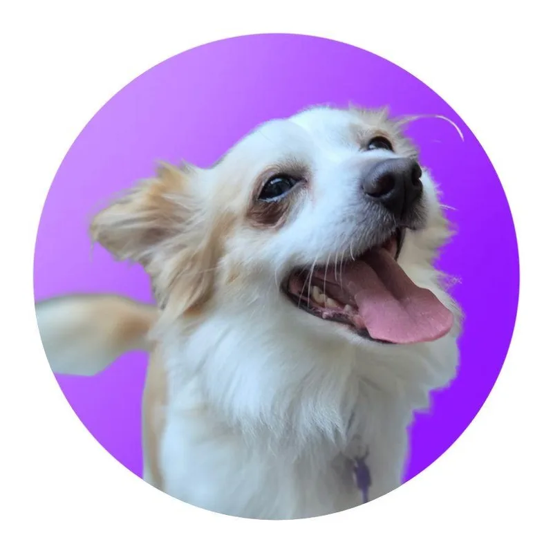 A young small-sized male Chihuahua dog named Gonzo for adoption in Pacific Grove, CA
