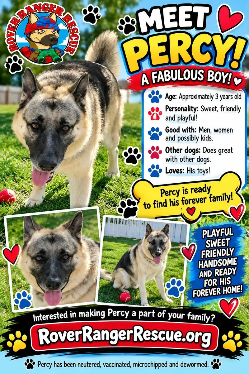 An adult large-sized male Brown / Chocolate German Shepherd Dog named Percy for adoption in Wrightwood, CA