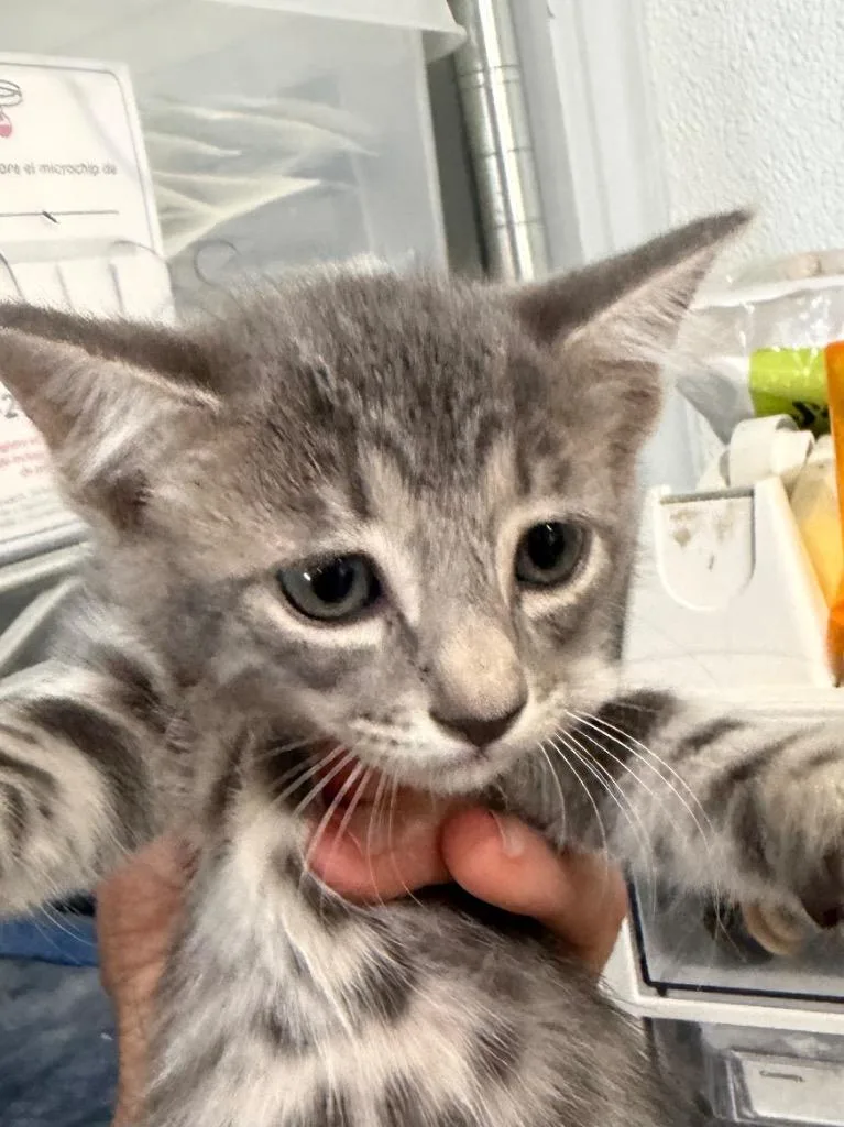 A baby small-sized female American Bobtail cat named Gidget for adoption in Brookhaven, MS