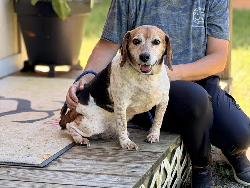 An adult small-sized male Tricolor (Brown, Black, & White) Beagle dog named Buddy for adoption in Meherrin, VA