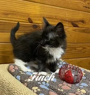 A baby small-sized female Black & White / Tuxedo Domestic Medium Hair cat named Finch for adoption in Southern Pines, NC