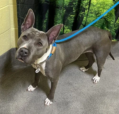 An adult large-sized female Terrier dog named Lucy for adoption in Upper Marlboro, MD