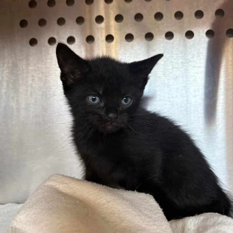 A baby extra large-sized male Black Domestic Short Hair cat named Buffalo Barclay for adoption in Lynchburg, VA