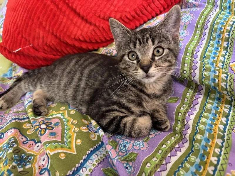 A baby small-sized male Domestic Short Hair cat named Poupette for adoption in Plymouth, MI