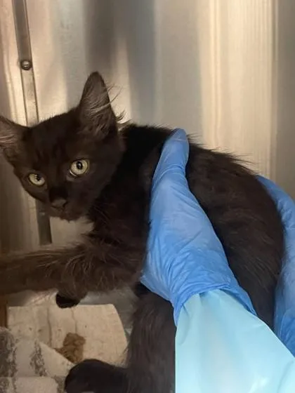 A young small-sized female Domestic Medium Hair cat named Wednesday for adoption in Roseville, CA