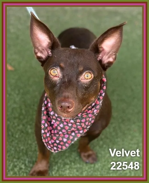 Velvet thumbnail 2