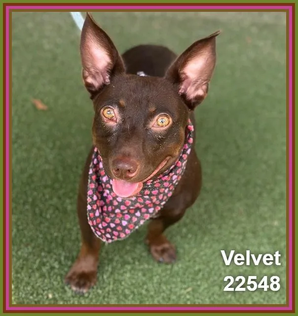 Velvet thumbnail 6