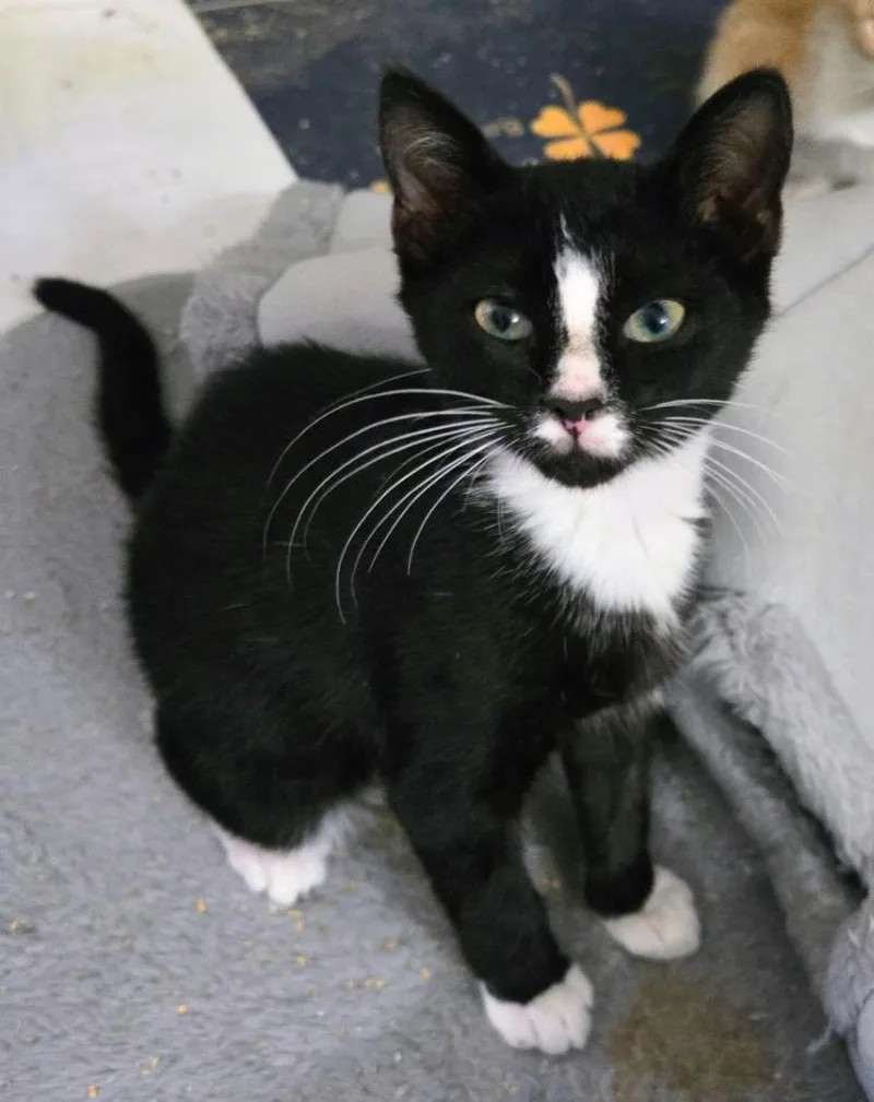 A baby medium-sized male Domestic Short Hair cat named Nelly for adoption in Evans, GA