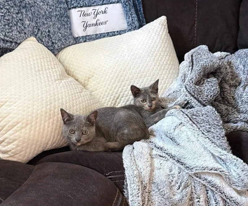 A young small-sized female Dilute Tortoiseshell Domestic Short Hair cat named Flopsy & Mopsy for adoption in Freemansburg, PA