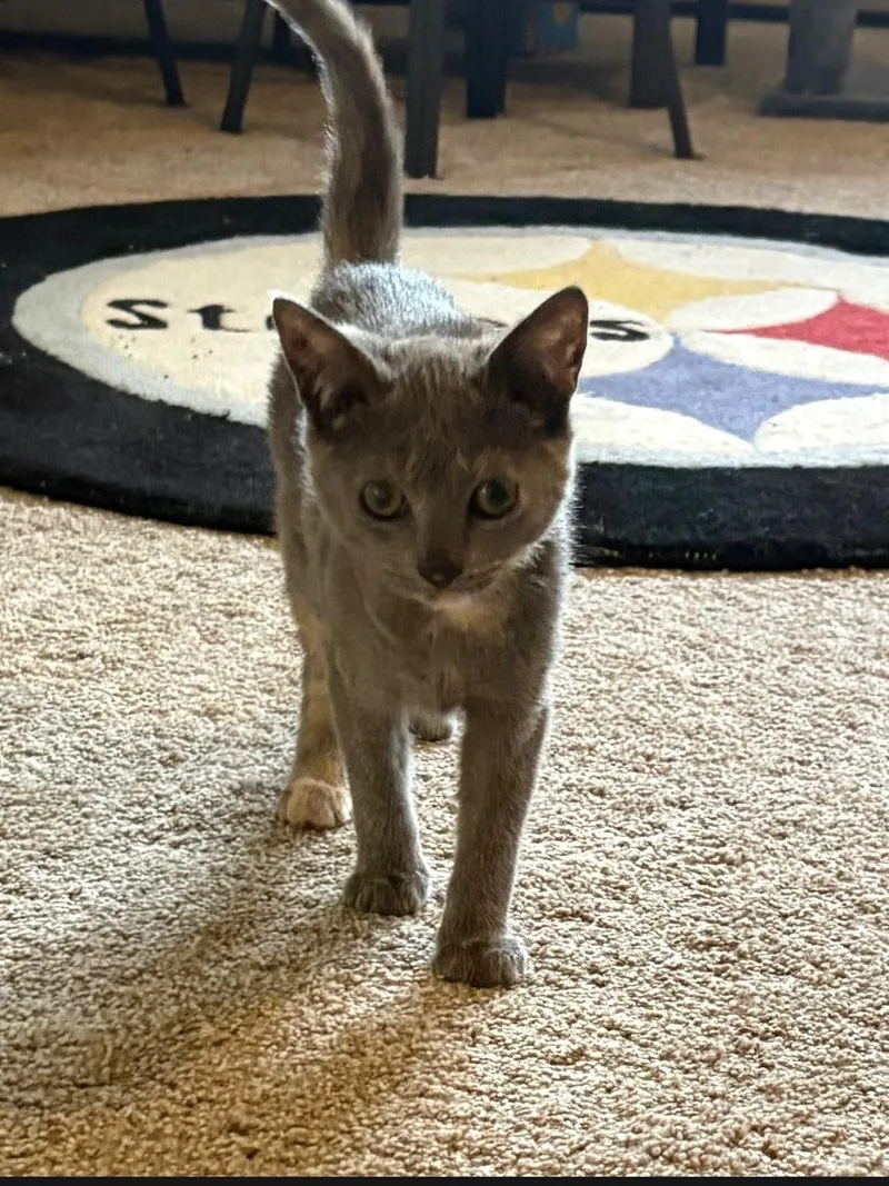 Flopsy & Mopsy thumbnail 2