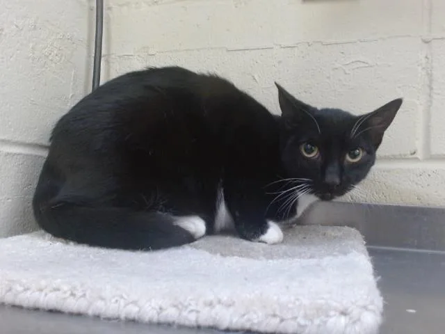 A young small-sized male Domestic Short Hair cat named Eclispe for adoption in Orlando, FL