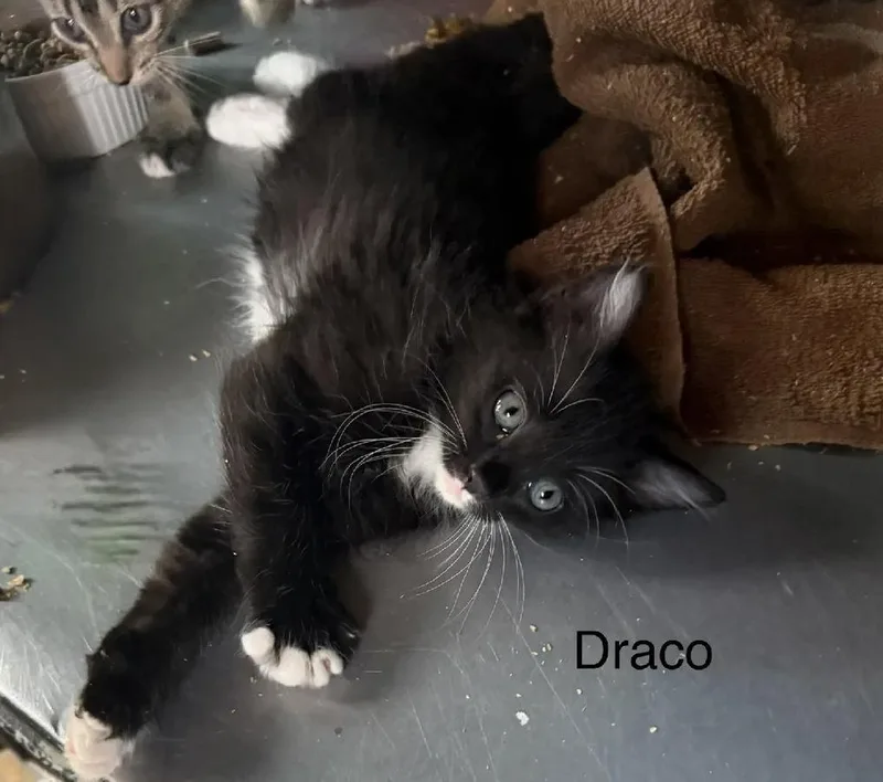 A baby small-sized male Black & White / Tuxedo Domestic Medium Hair cat named Draco for adoption in Safety Harbor, FL