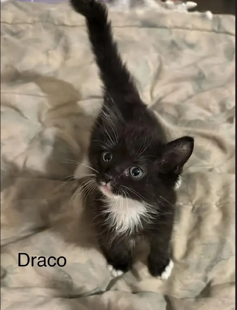 Draco thumbnail 2
