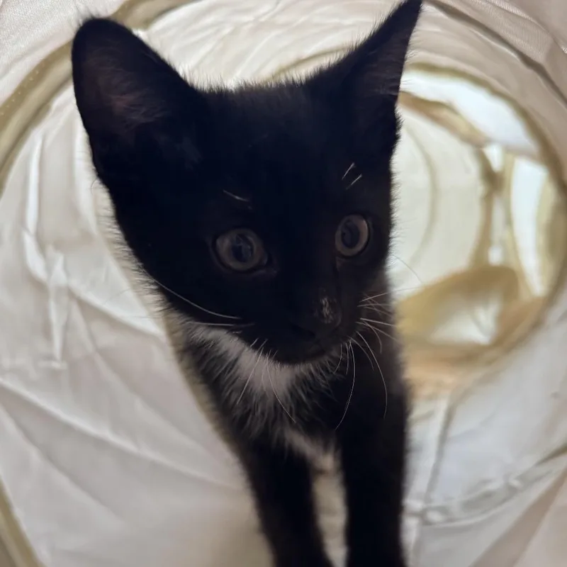 A baby small-sized female Black Domestic Short Hair cat named Prue for adoption in Council Bluffs, IA