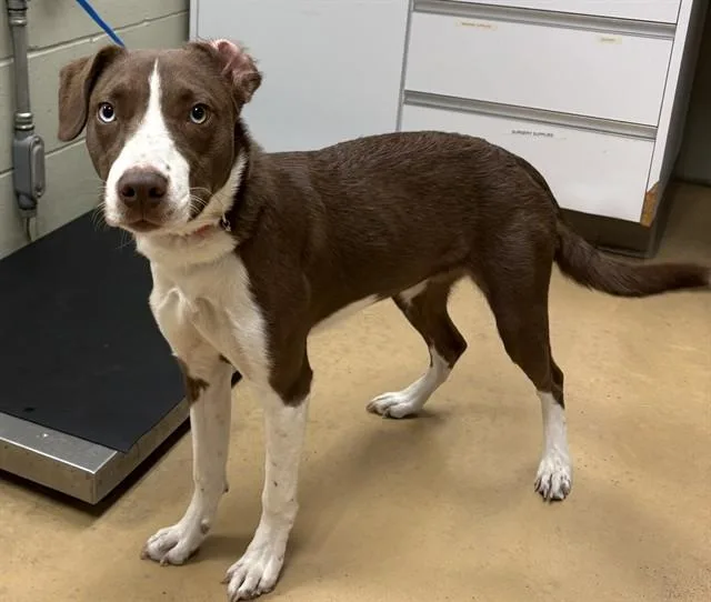 A young medium-sized female Pit Bull Terrier dog named Lady Queen for adoption in Minneapolis, MN
