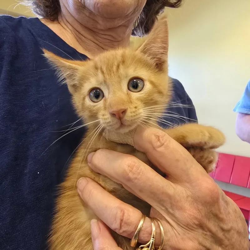 A baby small-sized male Orange / Red Domestic Medium Hair cat named Shamrock for adoption in Naples, FL