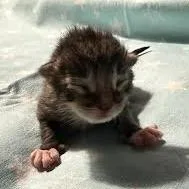 Flopsy thumbnail 3