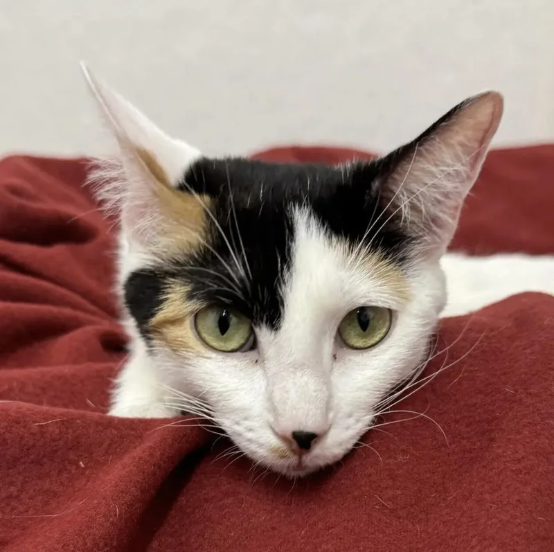 A young medium-sized female Domestic Short Hair cat named Moon for adoption in Auburn, NE