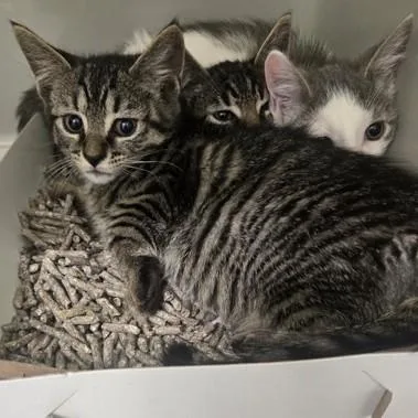 A baby medium-sized male Tabby (Gray / Blue / Silver) Domestic Short Hair cat named Pozole for adoption in Phoenixville, PA