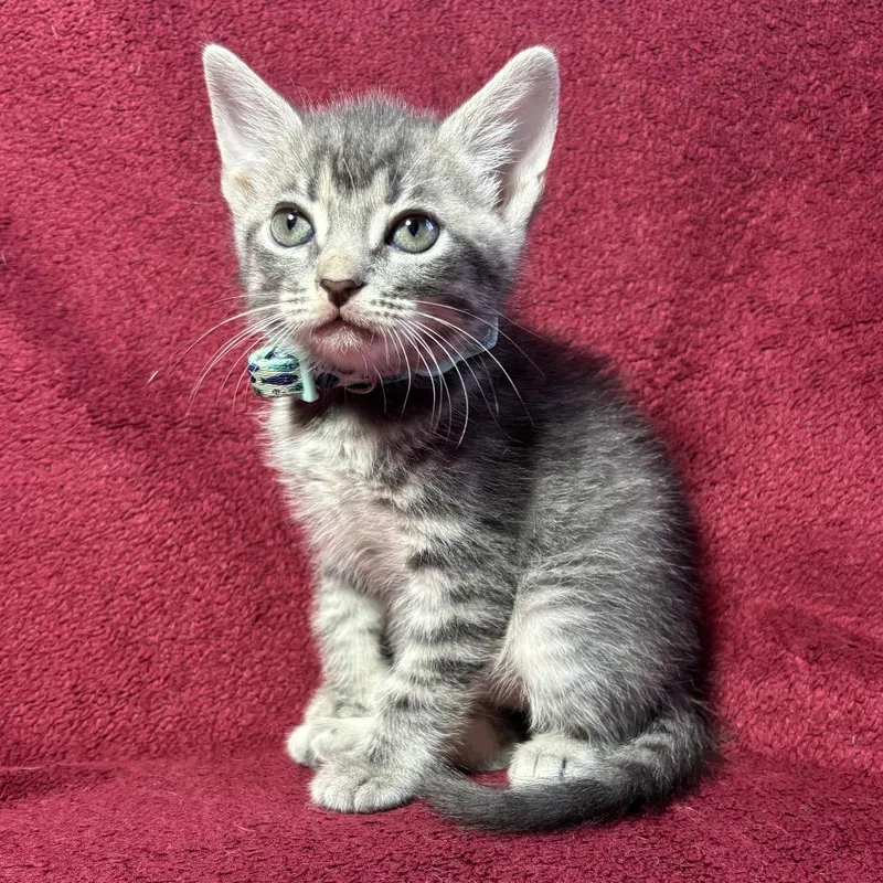A baby small-sized male Gray / Blue / Silver Domestic Short Hair cat named Milo for adoption in Titusville, FL