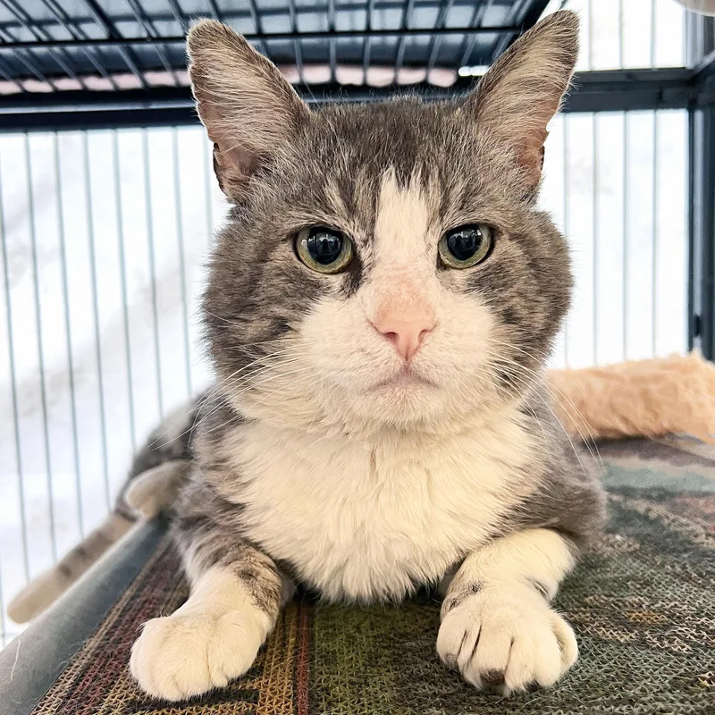 An adult medium-sized male Gray & White Domestic Short Hair cat named Wilbur for adoption in St. Louis, MO