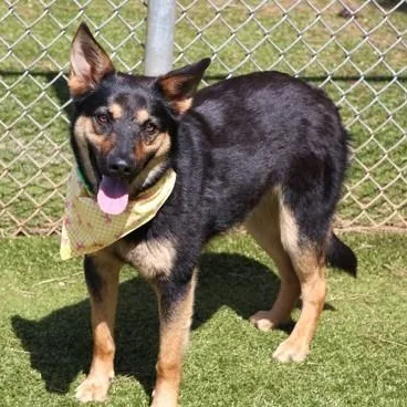 A young medium-sized female German Shepherd Dog dog named Wednesday for adoption in Danbury, CT